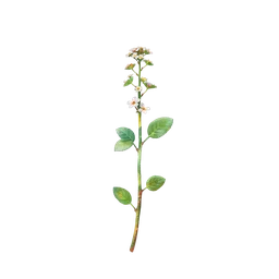 Perfumes with Verbena