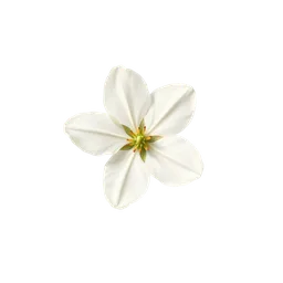 Perfumes with White Blossom