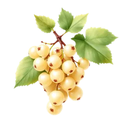 Perfumes with White Currant
