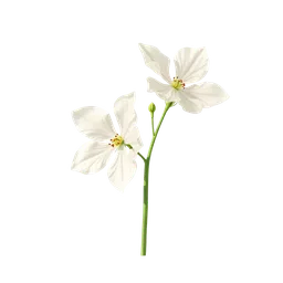 Perfumes with White Flowers