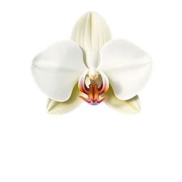 Perfumes with White Orchid