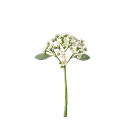 Perfumes with Woodruff or Galium Odoratum
