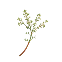 Perfumes with Wormwood