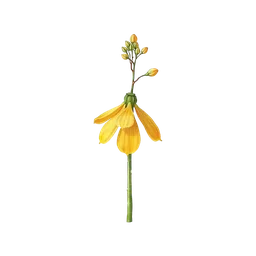 Perfumes with Yellow Champaca