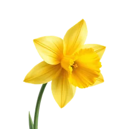 Perfumes with yellow narcissus