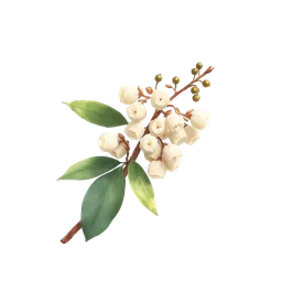 Perfumes with Zefir